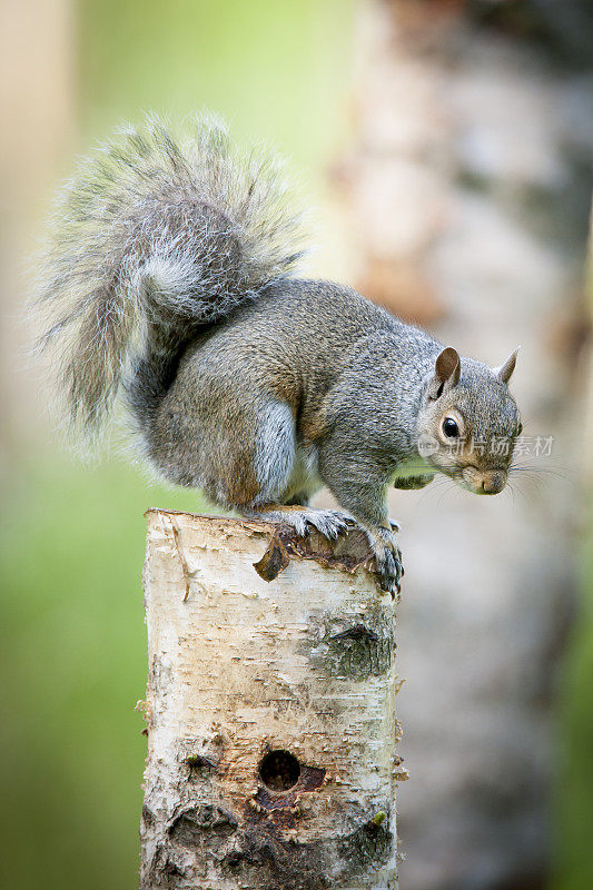 灰松鼠(Sciurus carolinensis)